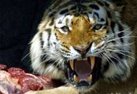 http://1.bp.blogspot.com/-huBV75LKxTM/VNZAocy_huI/AAAAAAAAArs/3a6HUdQjVGw/s1600/tigres-salvajes-carnivoro.jpg